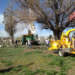 Davey Tree Expert crews remove a large dead tree.