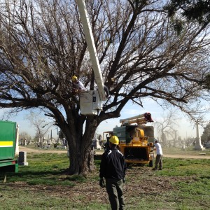 Davey Tree Expert sent 3 tree crews to remove dead trees.